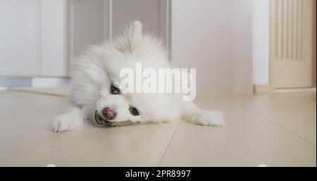 Trattamento da masticare per cani Pomeraniani per denti puliti e gengive sane Foto Stock