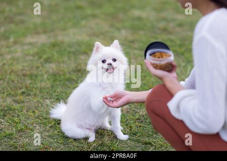 Bianco pomeranian aspettare per cibo al parco Foto Stock