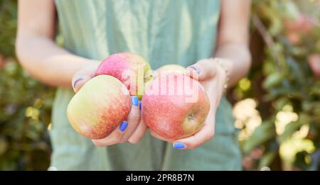 Mani che tengono mele biologiche in un mercato alimentare all'aperto in una fattoria. Primo piano di una donna con cibo sostenibile e sano in un giorno d'estate. Una persona che vende prodotti da frutto appena raccolti in autunno Foto Stock