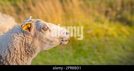Profilo di una pecora in un prato al tramonto su lussureggianti terreni agricoli. Pecore di lana rasata che mangiano erba in un campo. Bestiame selvatico nel Rebild National Park, Danimarca. Montone biologico a portata libera Foto Stock