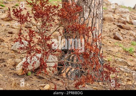 Primo piano di foglie rosse brillanti che crescono su rami contro un tronco di albero bruciato a Lions Head, città del Capo. Scopri le piante sopravvissute a un incendio in una foresta, che crescono nonostante i danni ambientali Foto Stock