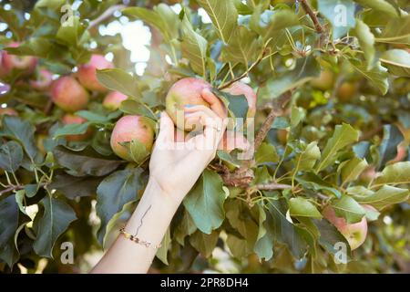 Mani di contadini che raccolgono frutta biologica succosa e nutriente di stagione da mangiare. Primo piano di una donna che si avvicina alla raccolta di mele rosse fresche dagli alberi su terreni coltivati a frutteto sostenibili all'aperto nelle giornate di sole. Foto Stock