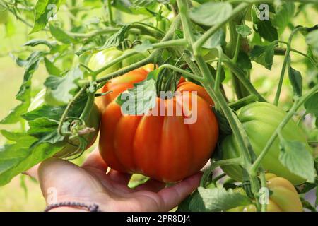 Pomodoro di manzo grande in mani contadine Foto Stock