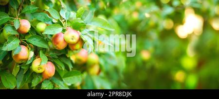 Primo piano delle mele che crescono su un albero in un frutteto sostenibile in una giornata di sole all'aperto. Frutta biologica succosa, nutriente e fresca che cresce in un paesaggio verde panoramico. Prodotti maturi pronti per la raccolta Foto Stock