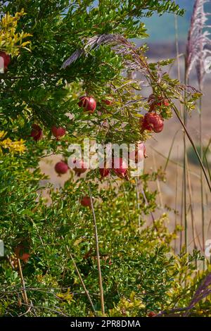 Primo piano del melograno maturo appeso al ramo in giardino all'aperto in un giorno d'estate. Guarda un gruppo di frutta rossa fresca e sana che cresce nel cortile di casa. Delizioso e gustoso spuntino invernale Foto Stock