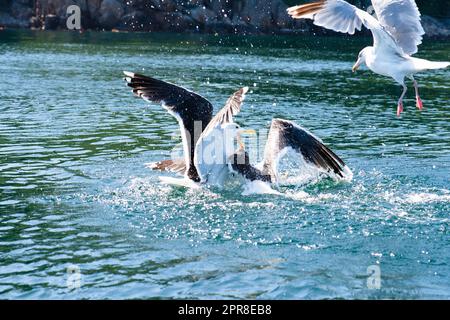 Gabbiani marini che combattono a piedi in mare Foto Stock