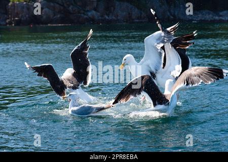 Gabbiani marini che combattono a piedi in mare Foto Stock