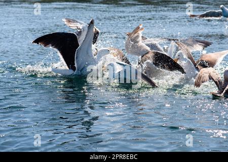 Gabbiani marini che combattono a piedi in mare Foto Stock