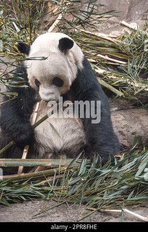 Un tiro verticale di un simpatico e soffice panda masticare sul bambù in uno zoo Foto Stock