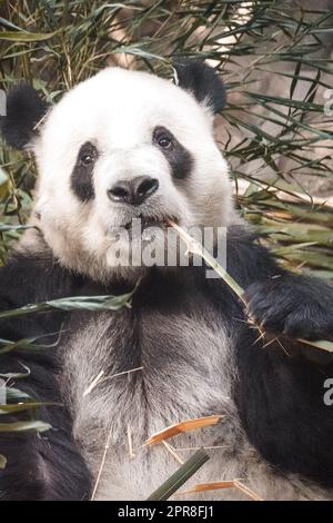 Un tiro verticale di un simpatico e soffice panda masticare sul bambù in uno zoo Foto Stock