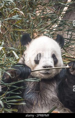 Un tiro verticale di un simpatico e soffice panda masticare sul bambù in uno zoo Foto Stock