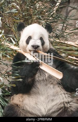 Un tiro verticale di un simpatico e soffice panda masticare sul bambù in uno zoo Foto Stock