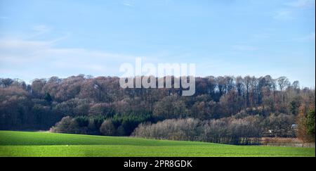 Splendida foresta verde lussureggiante in primavera, alti pini che crescono con la natura in armonia e nello spazio. Tranquilla mattinata d'estate con vista su una giungla zen. Natura rilassante con aria fresca Foto Stock