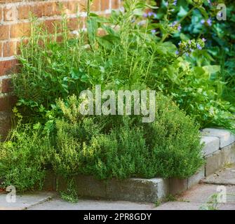 Giardino di erbe selvatiche ricoperto di vegetazione che cresce su un marciapiede di cemento o su un marciapiede accanto a un muro di mattoni rossi. Varie piante in una lussureggiante aiuola. Arbusti verdi che crescono in un cortile. Vivace scena naturale di un piccolo vivaio Foto Stock