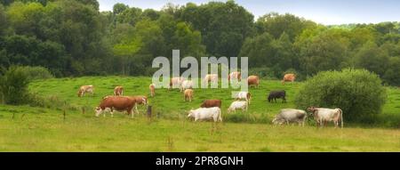 Mandria di mucche che mangiano erba in un campo nella campagna rurale. Paesaggio lussureggiante con bestiame che pascolano su un pascolo immerso nella natura. Allevamento e allevamento di bestiame in un ranch destinato all'industria della carne bovina e lattiero-casearia Foto Stock