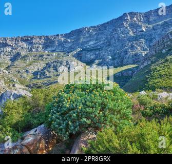 Splendido paesaggio di Table Mountain con piante verdi luminose e sfondo blu del cielo. Vista tranquilla e panoramica di una cima o di una cima con lussureggiante vegetazione all'aperto in un giorno d'estate Foto Stock