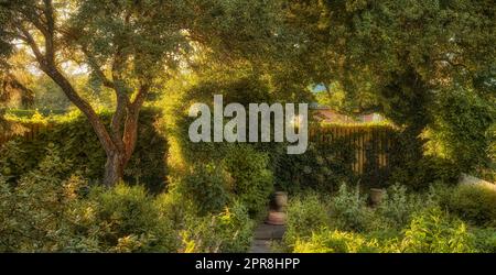 Vivace giardino ricoperto di vegetazione con varie piante e spazio copia. Lussureggiante cortile verde con cespugli verdi fioriti e alberi alti. Erbe e flora selvatiche diverse che crescono in un cortile domestico o in natura Foto Stock