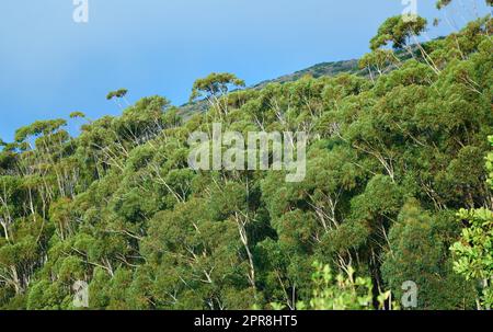 Vista del paesaggio delle verdi foreste pluviali di eucalipto che crescono in una campagna selvaggia e remota. Ecosistema panoramico di fitte piante e cespugli in foreste di conservazione remota o boschi naturali Foto Stock