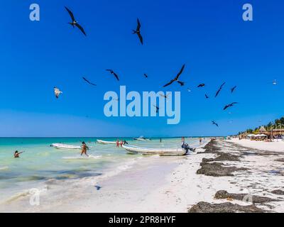 Gli uccelli Fregat si nutrono sulla spiaggia di Holbox Messico. Foto Stock