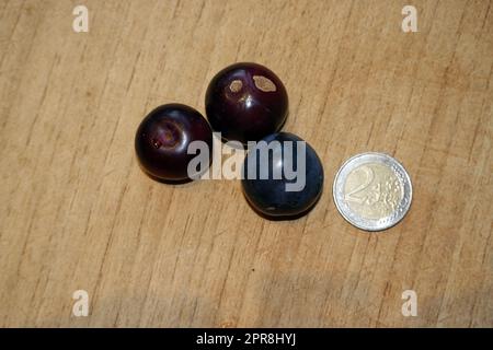 Kirschpflaumen (Prunus cerasifera) Foto Stock