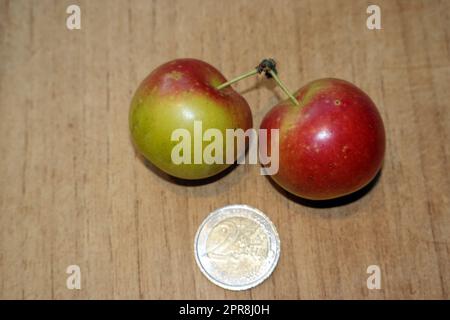 Kirschpflaumen (Prunus cerasifera) Foto Stock