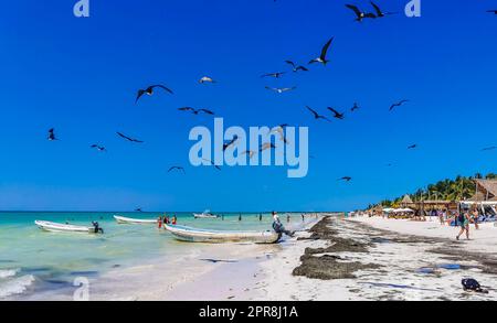 Gli uccelli Fregat si nutrono sulla spiaggia di Holbox Messico. Foto Stock