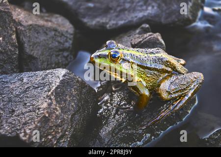 Rana verde marrone dorata seduta su pietre di granito Foto Stock