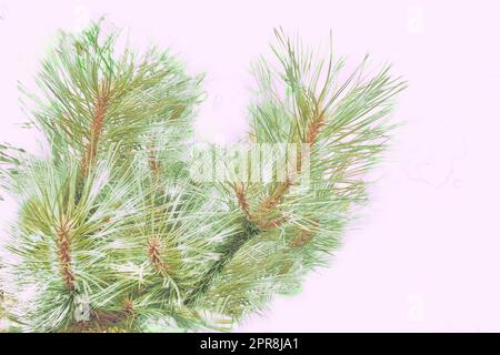 Alberi di Natale ramo albero di abete per la scheda di Capodanno. Foto Stock