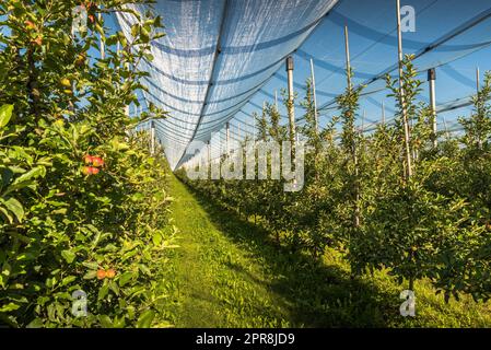 Frutteto di mele con rete anti-grandine, Kressbronn am Bodensee, Baden-Wuerttemberg, Germania Foto Stock