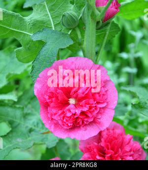 Rosa di origine floreale (lat. Alcea rosea) o spugna di Malva (latina. Malva) (doppia) Foto Stock