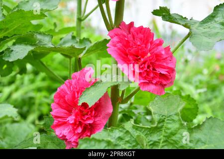 Rosa di origine floreale (lat. Alcea rosea) o spugna di Malva (latina. Malva) (doppia) Foto Stock