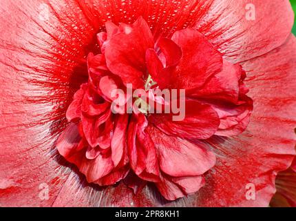 Rosa di origine floreale (lat. Alcea rosea) o spugna di Malva (latina. Malva) (doppia) Foto Stock