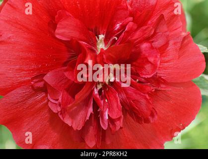 Rosa di origine floreale (lat. Alcea rosea) o spugna di Malva (latina. Malva) (doppia) Foto Stock