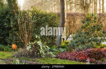 Foresta verde con cespugli lussureggianti e foglie colorate. Bellezza nella natura con motivi di verde rilassanti in un giardino, un parco o una giungla. Ambiente rilassante all'aperto, tranquillo, tranquillo zen, natura tranquilla in armonia Foto Stock