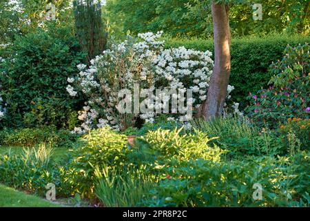 Fiori bianchi di rododendro. Una serie di rododendri bianchi nel mio giardino. Foto Stock