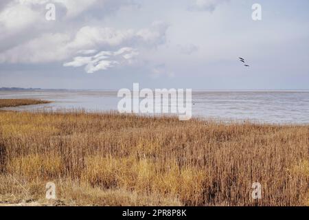 Paesaggio di un lago con canne contro un orizzonte sovrastato dal mare. Palude calme in una giornata nuvolosa d'inverno con erba secca selvatica in Danimarca. Posizione tranquilla e appartata per la pesca in una natura panoramica Foto Stock