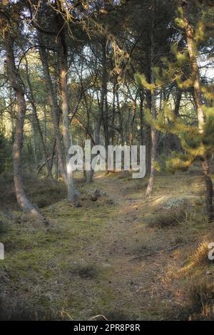 Una mistica foresta di pini con un sentiero nascosto. Vista panoramica della lussureggiante foresta verde in una remota conservazione ambientale della natura. Sentiero escursionistico che attraversa abeti o cedri Foto Stock