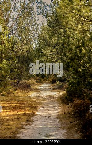 Una strada sterrata attraverso una foresta con alti e lussureggianti alberi verdi in un soleggiato pomeriggio estivo. Paesaggio tranquillo e panoramico con un sentiero sabbioso nel bosco e la luce del sole che splende in una giornata primaverile Foto Stock