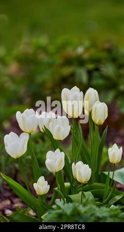 Tulipani bianchi che crescono, fioriscono e fioriscono in un lussureggiante giardino verde. Branco di fiori di tulipani della specie tulipa Gesneriana che fioriscono in un parco. Orticoltura, coltivazione della felicità e della speranza. Foto Stock