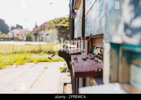 Abbondanza di api di miele all'entrata dell'alveare, volando dentro e fuori dalle scatole di alveare di legno, colpo di primo piano. Concetto di apiario in primavera. Foto Stock