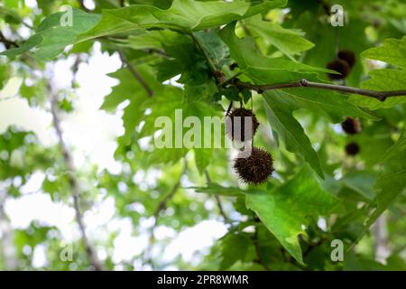 Frutti secchi di Platanus su sfondo cielo. Ramo di Platanus orientalis con frutto tondeggiante di sicomoro. Foto Stock
