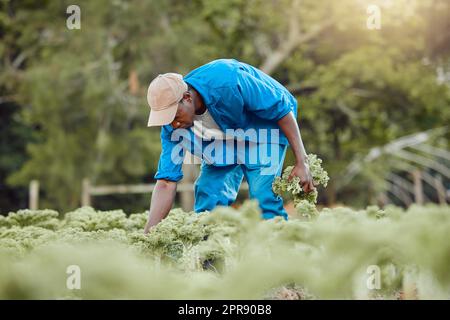 Il mondo diventa verde, un giovane agricoltore in piedi da solo e che raccoglie il kale. Foto Stock