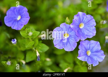 Dinetus duclouxii, fiori e gemme in fiore su viti in un giardino. Primo piano di un garofano viola che cresce tra foglie verdi in natura. Primo piano delle teste di fiori che fioriscono su piante floreali all'aperto Foto Stock