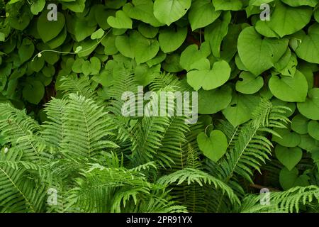 Splendida pipa di dutchman verde, conosciuta anche come zenzero selvatico o pino, e foglie di piante di felce maschili in un giardino o in una foresta in una giornata primaverile o estiva. Ravvicinare varie specie vegetali in natura Foto Stock