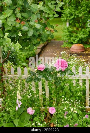 Rose francesi rosa e fiori di foxglove comuni che crescono e fioriscono in un lussureggiante giardino verde con recinzione bianca per picchetti. Orticoltura, coltivazione di piante ornamentali in un cortile appartato e privato Foto Stock