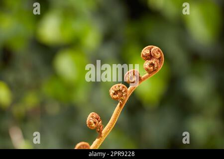 Primo piano di una felce di legno maschile su uno sfondo sfocato in un lussureggiante giardino o foresta verde. Scopri la pianta marrone che cresce in un campo. Dettagli macro, trama e modello natura di una felce a verme in erba Foto Stock