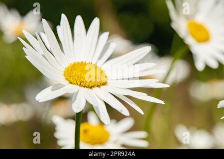 Fiori di margherita che crescono in un campo o in un giardino botanico in una giornata di sole all'aperto. Margherite Shasta o max chrysanthemum della specie asteraceae con petali bianchi e pistole gialle che fioriscono in primavera Foto Stock