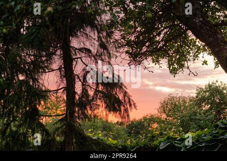 Vista mozzafiato di un tramonto nella giungla in una natura selvaggia e verde. Foresta magica con vegetazione lussureggiante e alberi selvaggi all'alba per uno sfondo di spazi fotografici. Tranquillo e tranquillo paesaggio naturale di misteriosi boschi Foto Stock