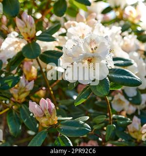 Grande alloro, azalee fiori bianchi che crescono tra foglie vibranti su un albero in un giardino botanico o nella natura. Gruppo di delicate piante primaverili che fioriscono e fioriscono all'aperto Foto Stock