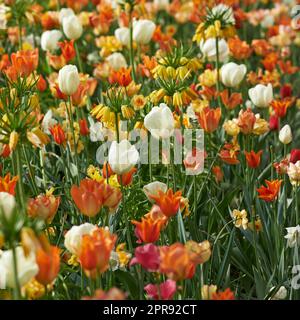 Campo di tulipani e fiori imperiali della corona che crescono, fioriscono e fioriscono in lussureggiante prato verde o giardino coltivato. Branco di piante decorative che fioriscono nel cortile paesaggistico attraverso l'orticoltura Foto Stock